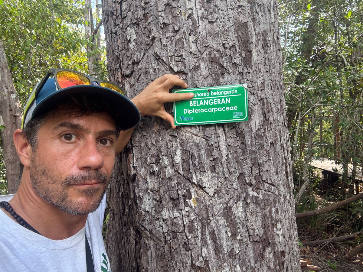 I wrote a blog! 
Dominant Yet Vulnerable: Dipterocarps in Southeast Asia’s Changing Forests

lnkd.in/eKsGzpQm

#Dipterocarp #Conservation #Restoration #SEAsia #Forests
#Dipterocarpaceae