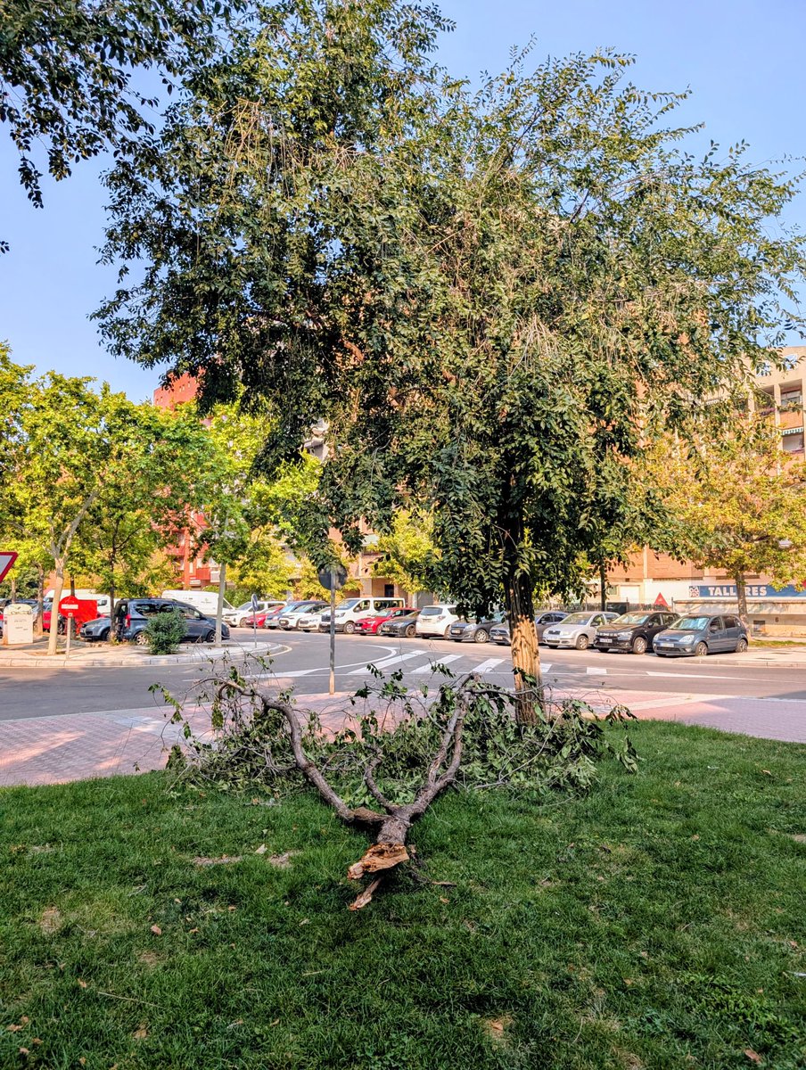 🌳 Hoy hablamos de nuestros árboles.

Cada reforma supone una tala en la ciudad, pero... ¿Y su cuidado? ¿En que estado se encuentra la masa arbórea de la ciudad? 
Por ejemplo en la C/ Emilia Pardo Bazan, justo detrás del centro de salud ACTUR-Oeste Amparo Poch hay ramas caidas.