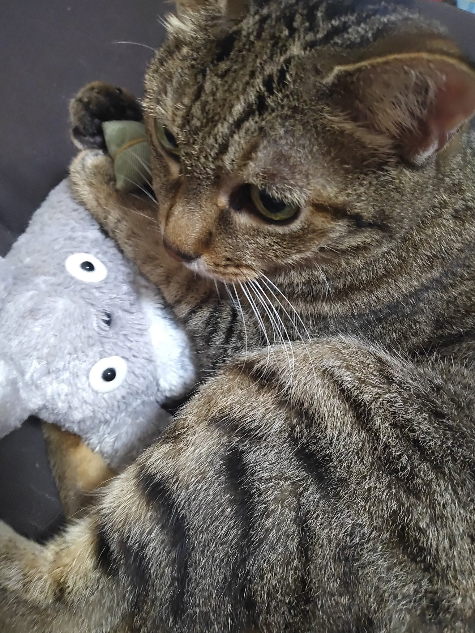 ねこ ひいちょん+関西KOBE3ねこ🐱🐱🐯 on X: 