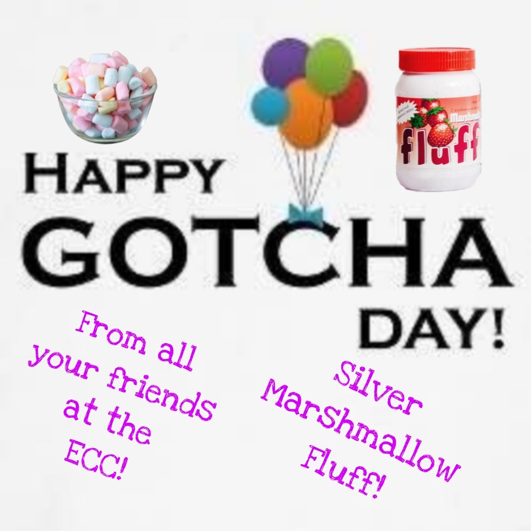 Postman Pappy’& Postman Panfur’s ECC Cards (@eccpostmanpappy) on Twitter photo *Postman Panfur comes in to the PO*
HAPPY BELATED GOTCHA DAY TO SILVER MARSHMALLOW FLUFF! Sending love and paw hugs! ❤️❤️
<a href="/StocksGoldie/">GoldieStocks🍍👼Freddy😻 Silver😽 Twlight😸</a>
<a href="/EdibleCatsClub/">EdibleCatsClub</a> *Postman Panfur comes in to the PO*
HAPPY BELATED GOTCHA DAY TO SILVER MARSHMALLOW FLUFF! Sending love and paw hugs! ❤️❤️
<a href="/StocksGoldie/">GoldieStocks🍍👼Freddy😻 Silver😽 Twlight😸</a>
<a href="/EdibleCatsClub/">EdibleCatsClub</a>