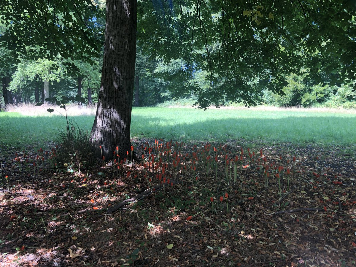 Bosje Aronskelken op landgoed Mildenburg <a href="/ZHLandschap/">Zuid-Hollands Landschap</a>. Prachtige rode kleur. Ondanks de droogte een indicator van relatief vochtige gronden.