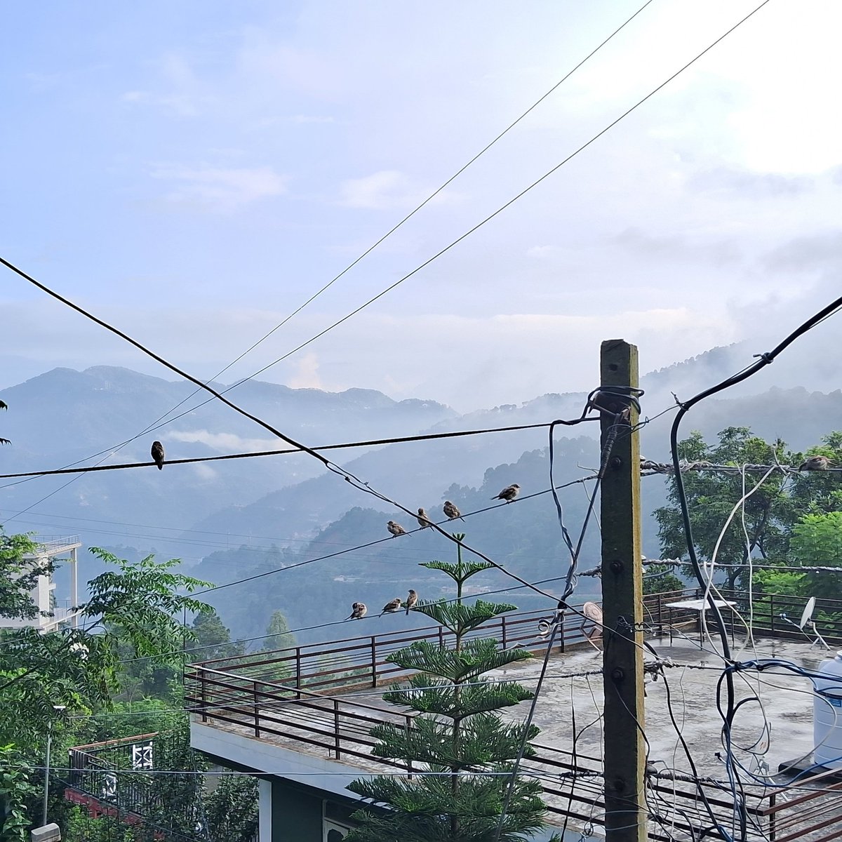 So many sparrows in Dharampur.