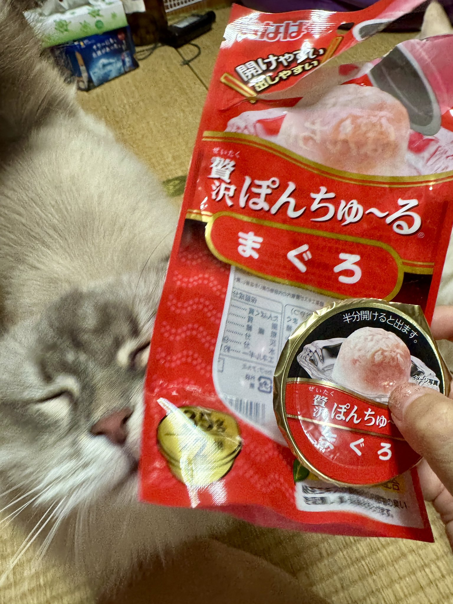 猫中毒 速乾ドライT）ザ・ニャイニング25 ブラック | 猫中毒Tシャツ