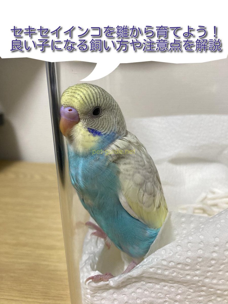 pet_guide_'s tweet photo. セキセイインコを雛から育てよう！良い子になる飼い方や注意点を解説 https://t.co/Ix79YB9PX8 https://t.co/7kPYXv433X