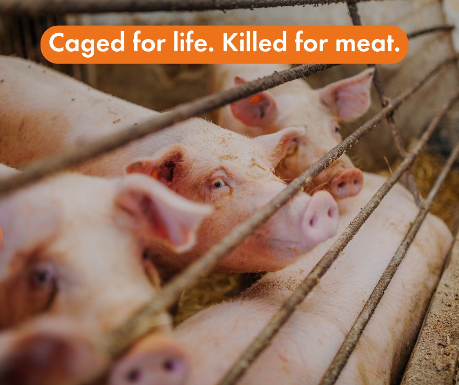 MoveTheWorldIN's tweet image. What you don’t see in the store is this: animals living in filth, pain, and fear. Factory farming traps pigs in steel bars, stripped of their basic rights. They feel pain just like we do.
🐖 Speak out for those who can’t.

#EndAnimalCruelty #CompassionNotCages #EatLessMeat