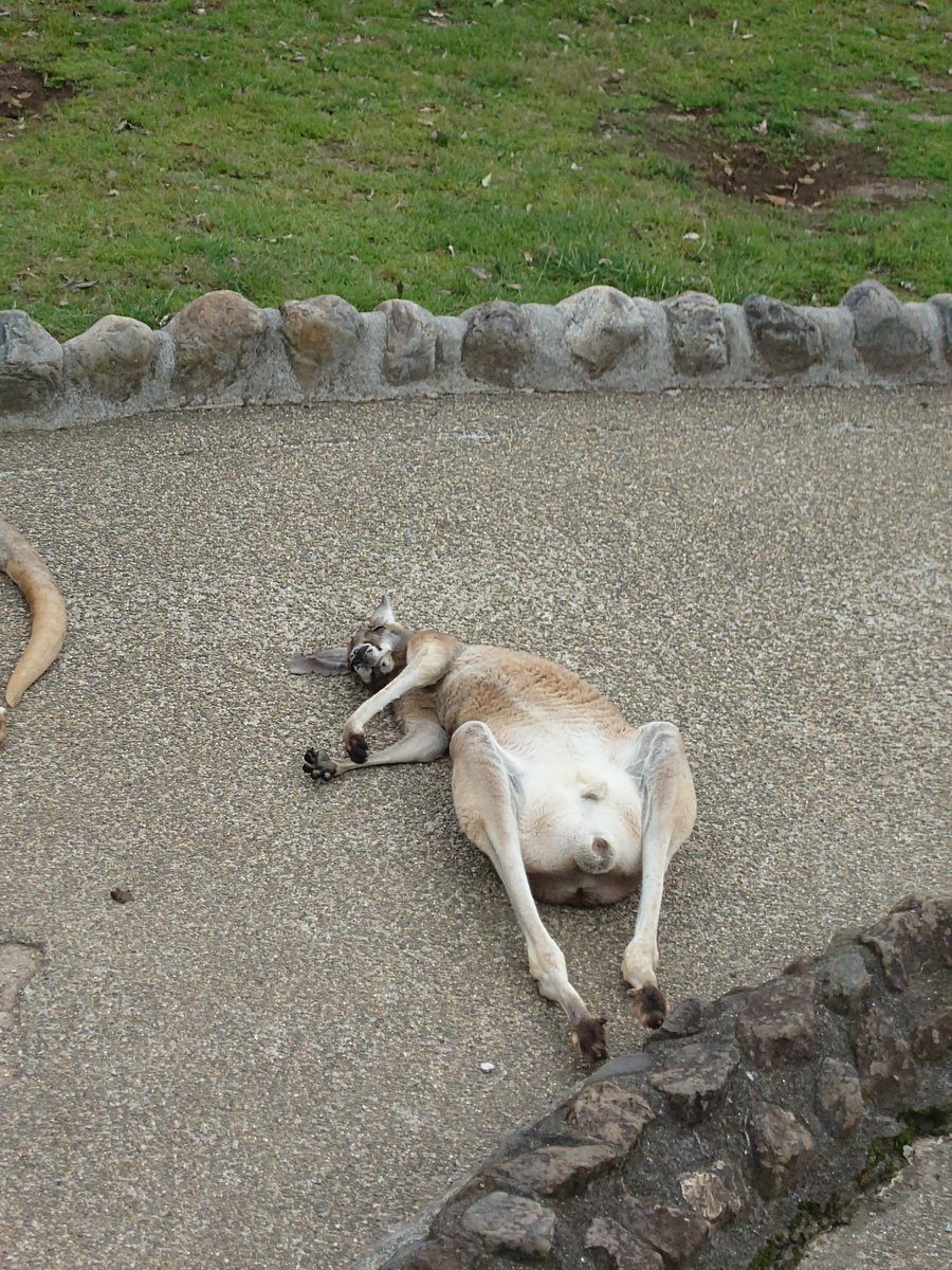 evo8MR725's tweet photo. こんなやる気のないカンガルー初めて見た笑 https://t.co/oNZIemlUCb