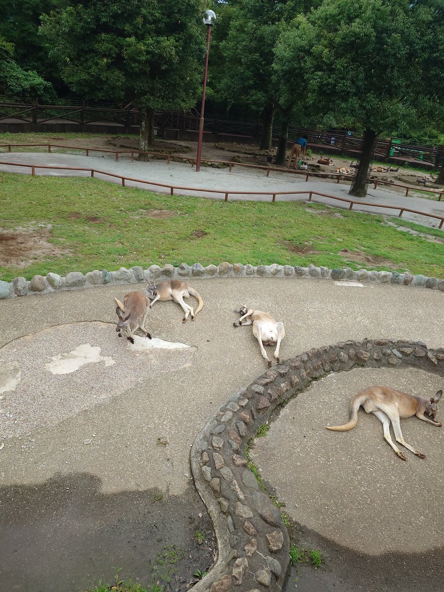 evo8MR725's tweet photo. こんなやる気のないカンガルー初めて見た笑 https://t.co/oNZIemlUCb
