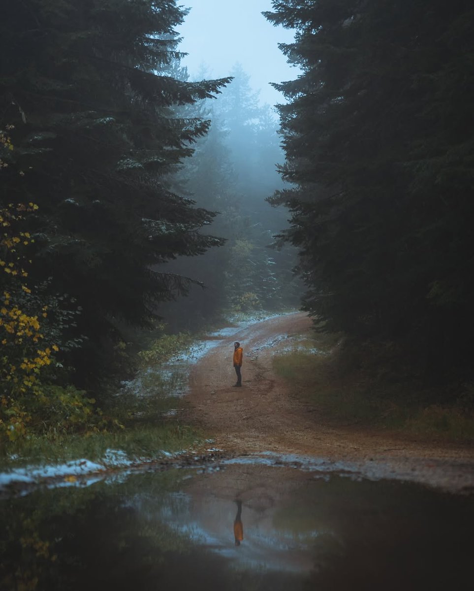 visualsofearth1's tweet photo. Moody PNW mornings https://t.co/d4sA81XOqp