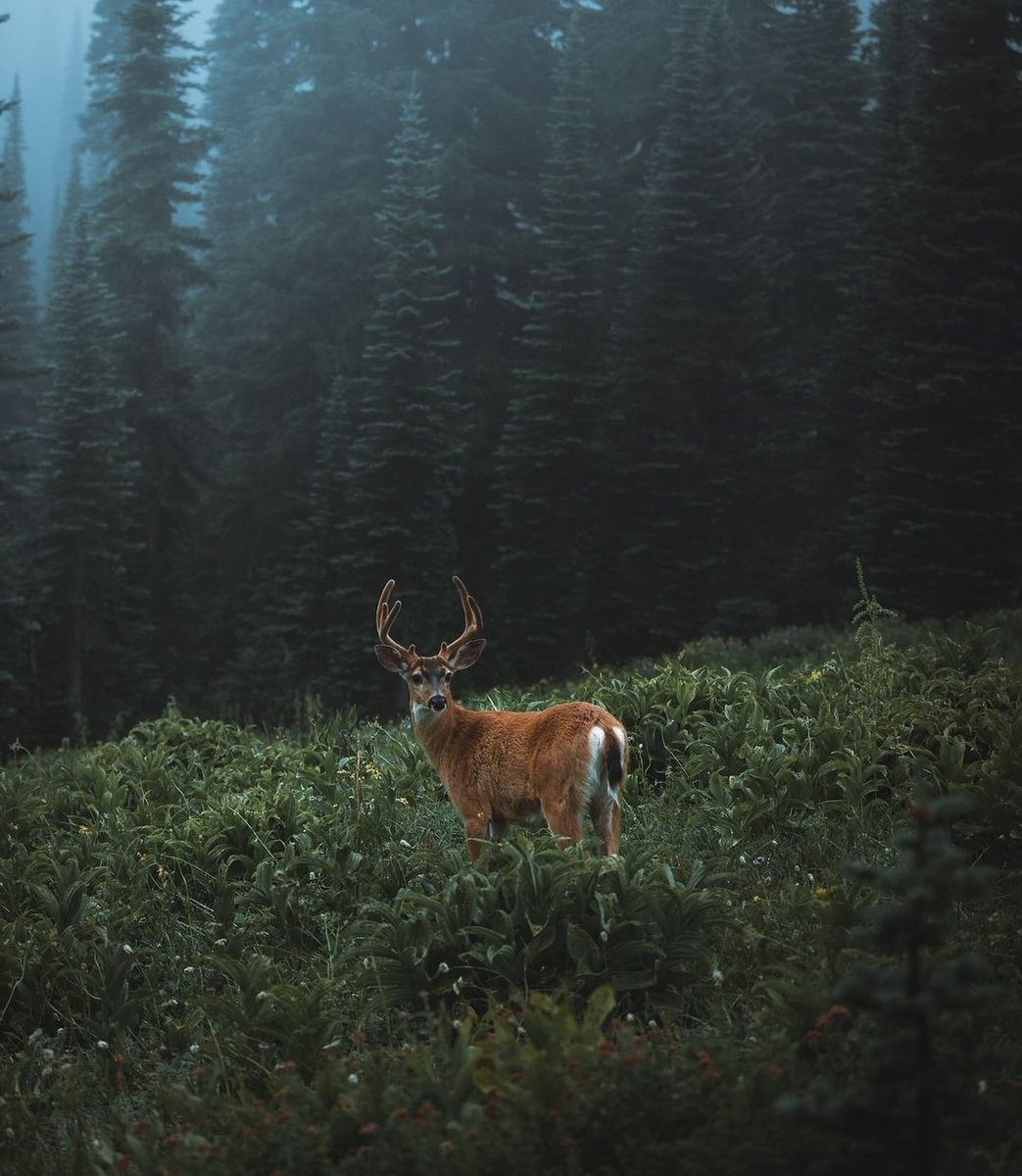 visualsofearth1's tweet photo. Moody PNW mornings https://t.co/d4sA81XOqp