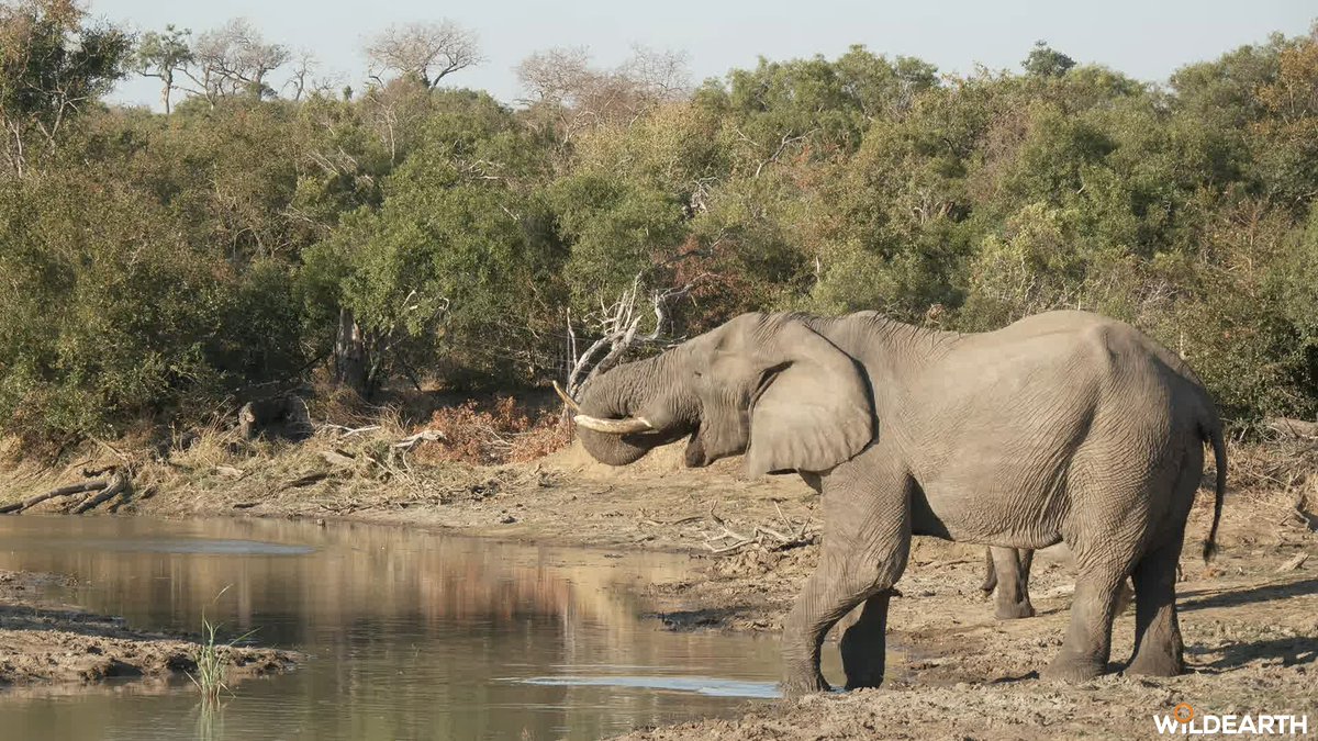 WildEarth tweet media