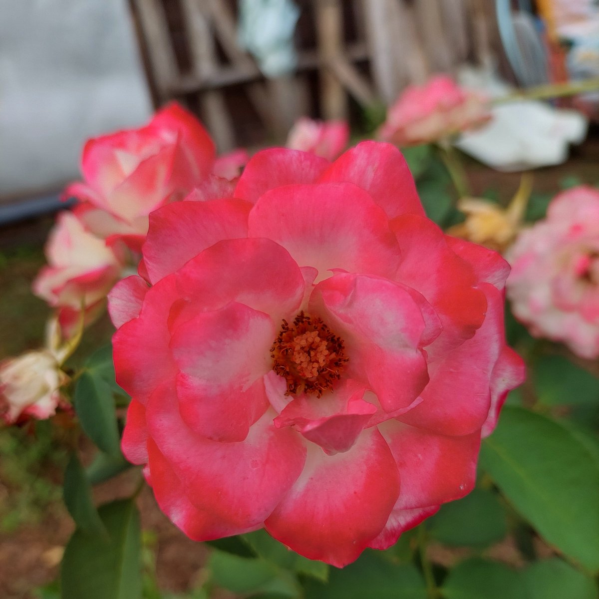 ฟ้า...ที่แปลว่าท้องฟ้า🌫 tweet media