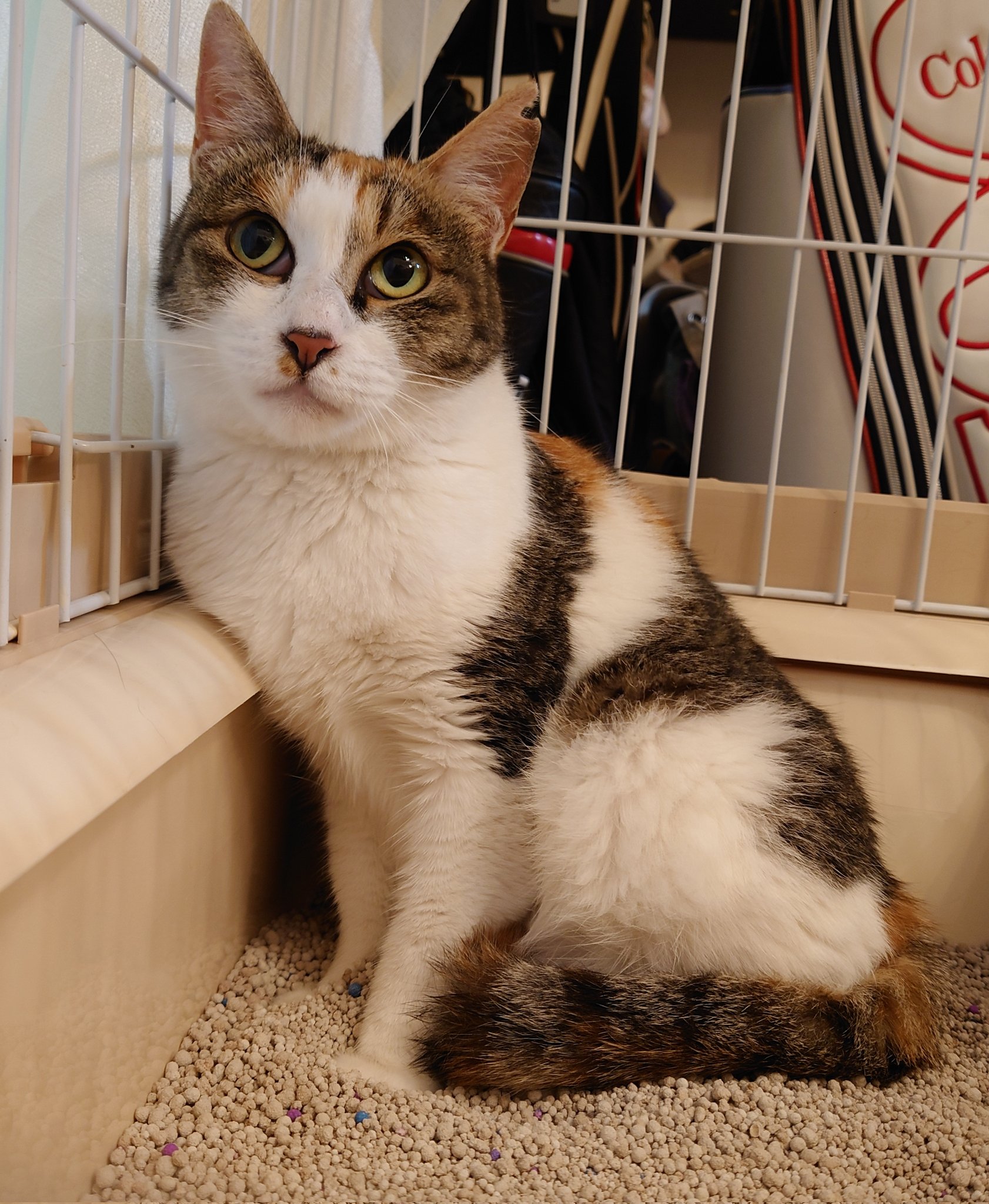 ねここページ Amazon.co.jp: カワダ(Kawada) こねこねくらぶ おべんとうセット