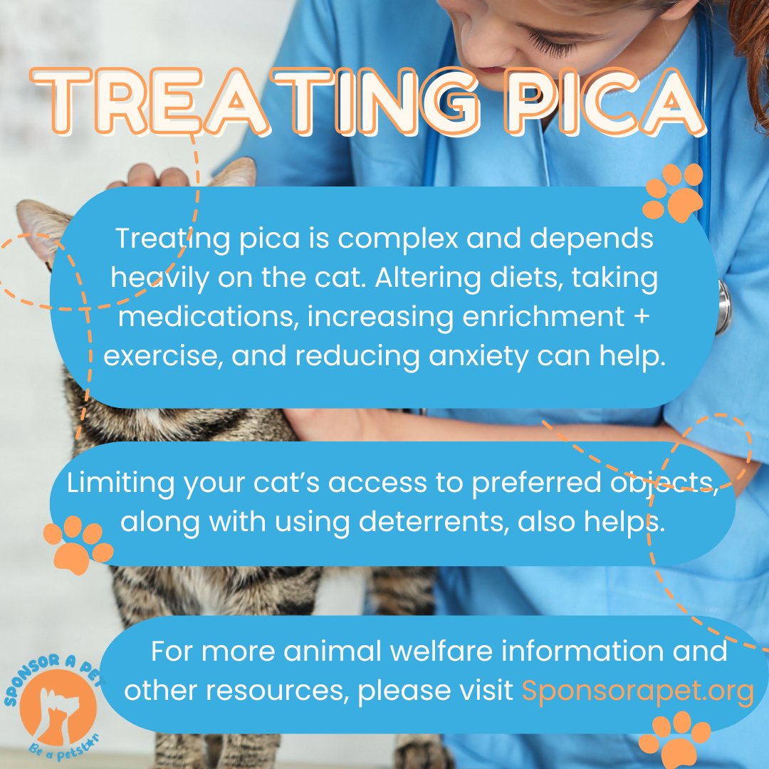 Sponsor_a_Pet's tweet photo. Does your cat ever eat things that they’re not supposed to? They may have pica, a condition held by cats and humans that involves the chewing and consumption of inedible objects.

 #catsofinstagram #catowners #cats #questions #answers #animalwelfare #sponsorapet https://t.co/GF2lqj48b9