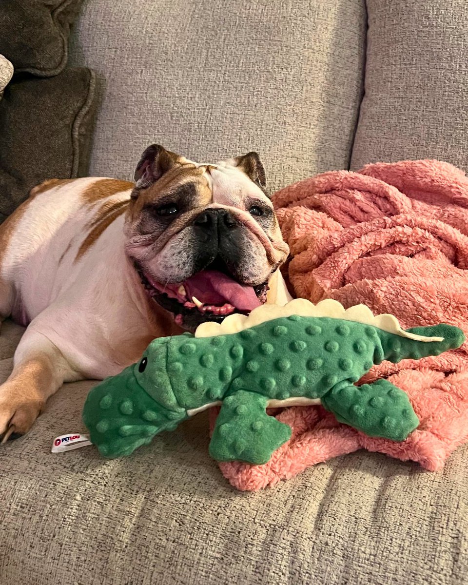 RivFreeLibrary's tweet image. 🐾 Meet Beanie! This bulldog can eat with chopsticks and goes by nicknames like “Chunk City” &amp;amp; “Beanbag.” She loves cuddles, treats, and her alligator toy.

📸 Submitted by Aleigh (Patron Services)

Submit your photo – link in bio! 🐶

#NationalDogMonth #RiverheadFreeLibrary