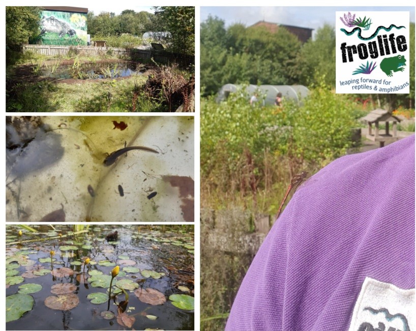 This #NationalAllotmentWeek we want to help celebrate the amazing allotments we see &amp; work with at Froglife. 

Allotments are often teeming with wildlife: ponds &amp; our native amphibians &amp; reptiles. 

Allotments are a vital source of nature for many within more urban areas.