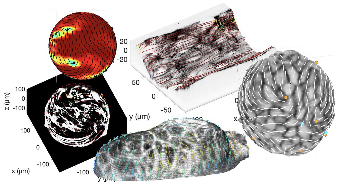 @juliaeckert.bsky.social (@juliaeckert10) on Twitter photo Now published in <a href="/NatureComms/">Nature Communications</a>! 🥳
👉 rdcu.be/eATn3
We developed image analysis tools to capture the nematic orientation field of 3D tissue surfaces and combined soft matter physics with experimental biology.
1/n Now published in <a href="/NatureComms/">Nature Communications</a>! 🥳
👉 rdcu.be/eATn3
We developed image analysis tools to capture the nematic orientation field of 3D tissue surfaces and combined soft matter physics with experimental biology.
1/n
