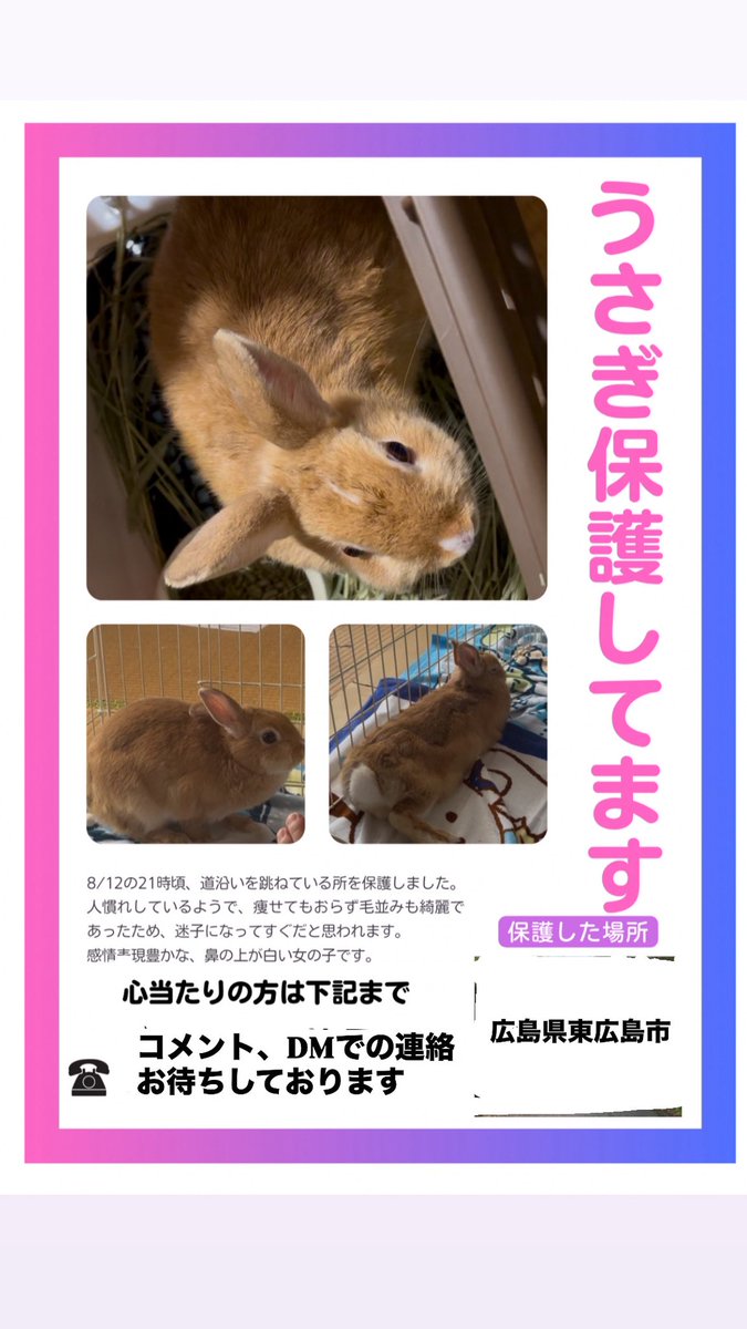 近隣のコンビニ等にもご協力頂き、チラシ貼らせてもらってます！
警察にも連絡済です。
飼い主様からの連絡ありましたら飼っている時の画像等を見させて頂きたいと思っております。（詐欺防止の為）
#迷子 #うさぎ #迷子うさぎ 
#拡散希望 #拡散希望RTお願いします
