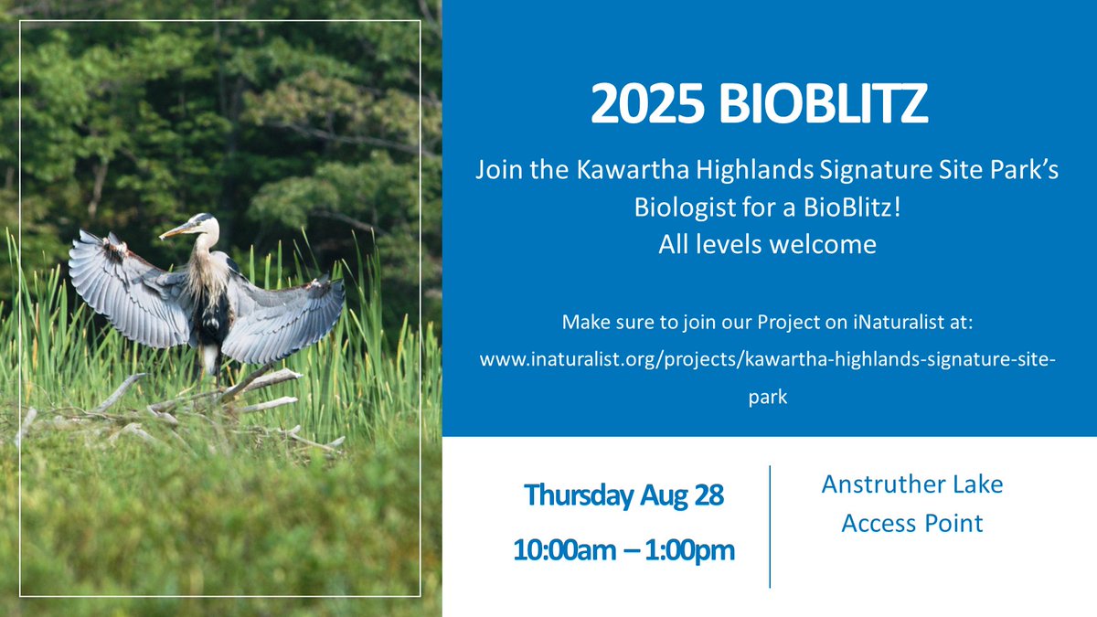 🌿Join our Park Biologist Amy for a BioBlitz at KHSSP!
📅Thursday, August 28
🕙10am–1pm
📍 Meet at Anstruther Lake Access Point
Explore hemlock forest &amp; swampy terrain, and help log species to iNaturalist!
📲 Download the app &amp; join our Project: inaturalist.org/projects/kawar…