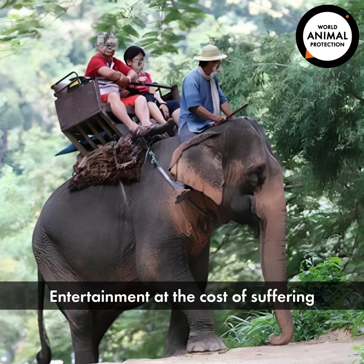 MoveTheWorldIN's tweet image. This is not adventure — it’s exploitation. Elephants are beaten, broken, and forced into submission to carry tourists on their backs. Their suffering hides behind every photo op. 
🚫 Say no to elephant rides.

#ElephantAbuse #EndWildlifeCruelty #WorldAnimalProtection