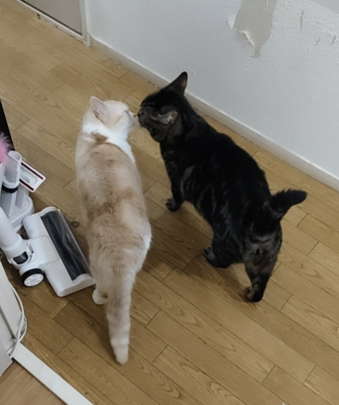 ⭐︎ランランページひ⭐︎のびねこ他⑥ ⭐︎ランラン様専用ページ⭐︎のびねこベビー＆のびしば他
