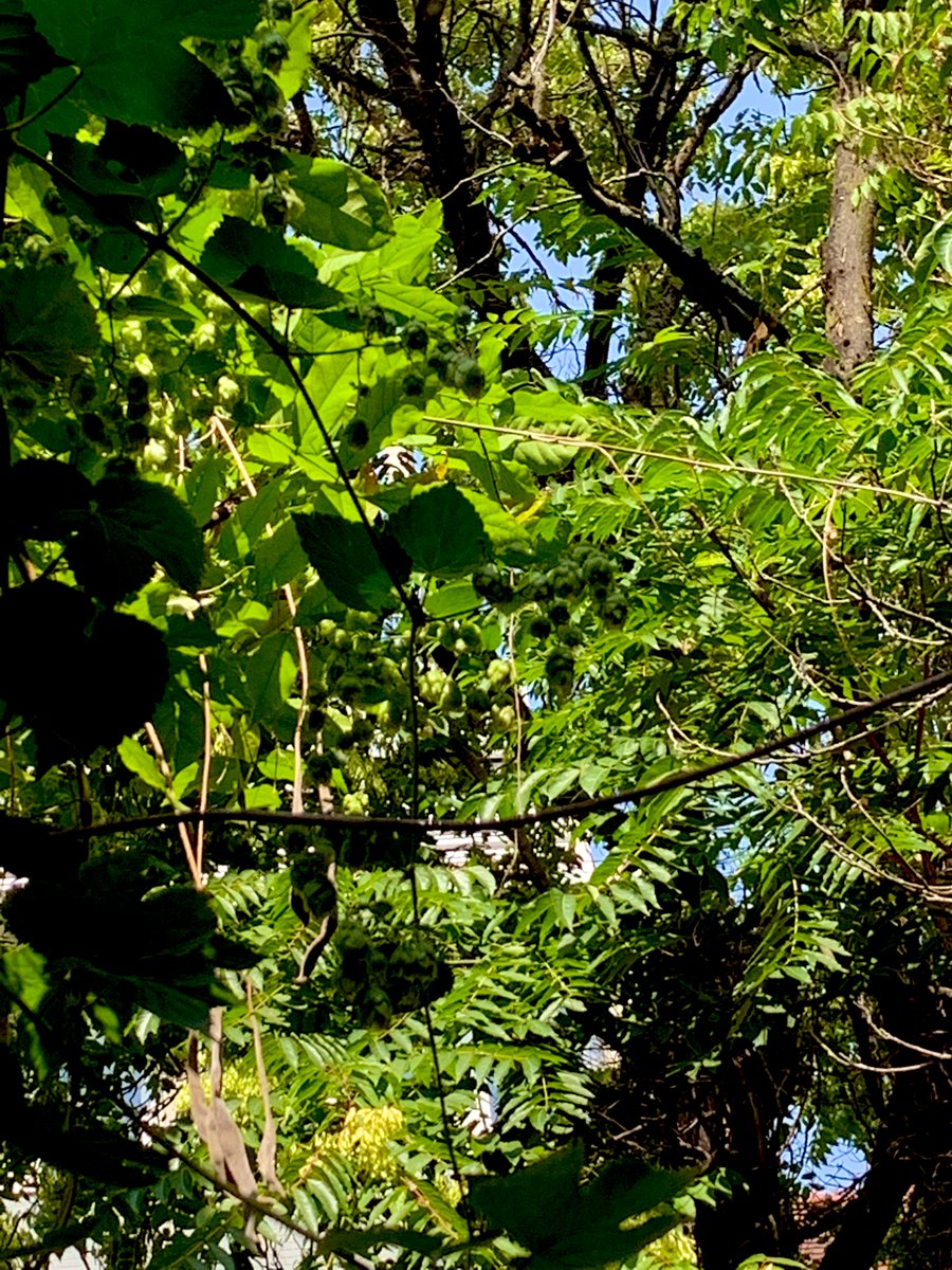 This year the earlier blooming Rambling Rose has expanded its sprawl to strangle the late summer humulus lupulus. Only higher up in denser heat a few hop cones have made a constricted urban path to flower in diminutive modesty. 

#2025Spirit 
#Zythobotanics #Zythopoetics