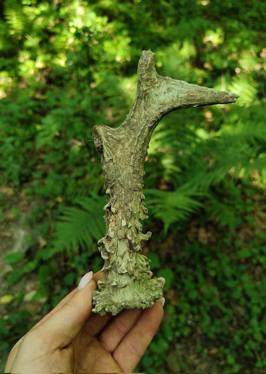 Starutki i po przejściach ale jest kolejny prezent od lasu 💚