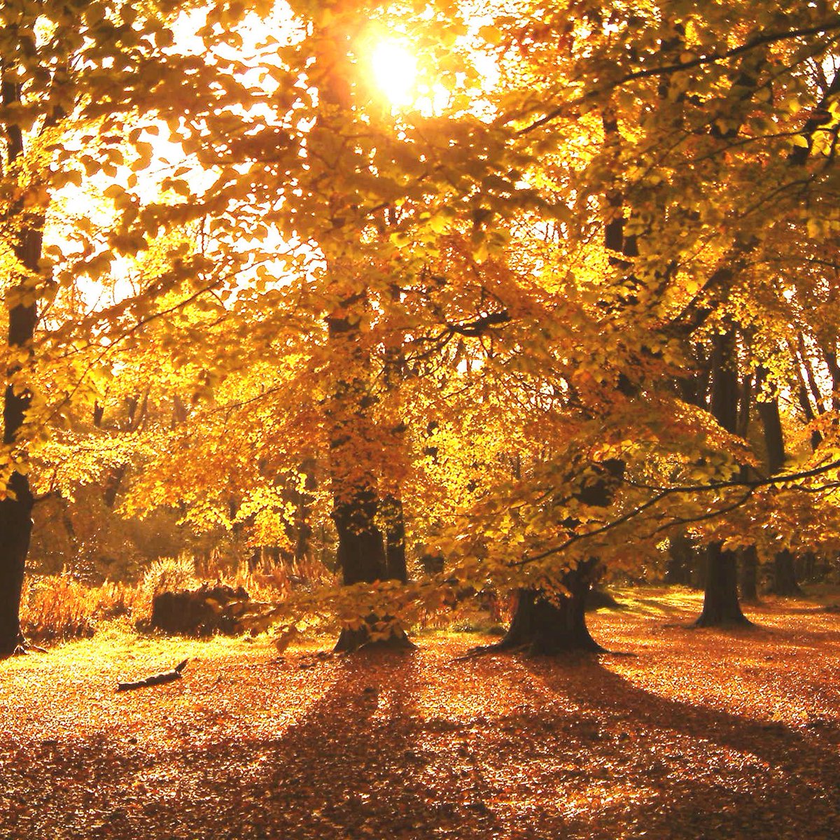 Birmingham City Council tweet media