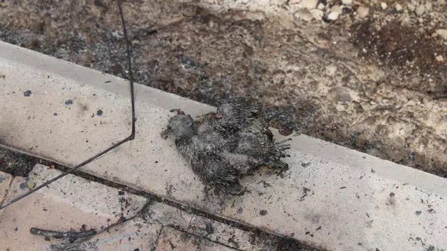 Veterinarios de la zona se desplazan a Soto de Viñuelas para socorrer a los animales afectados por el fuego: "Ayudamos a morir a muchos"  

epe.es/es/madrid/2025… a través de @elperiodico_Esp
#IFTresCantos #animales