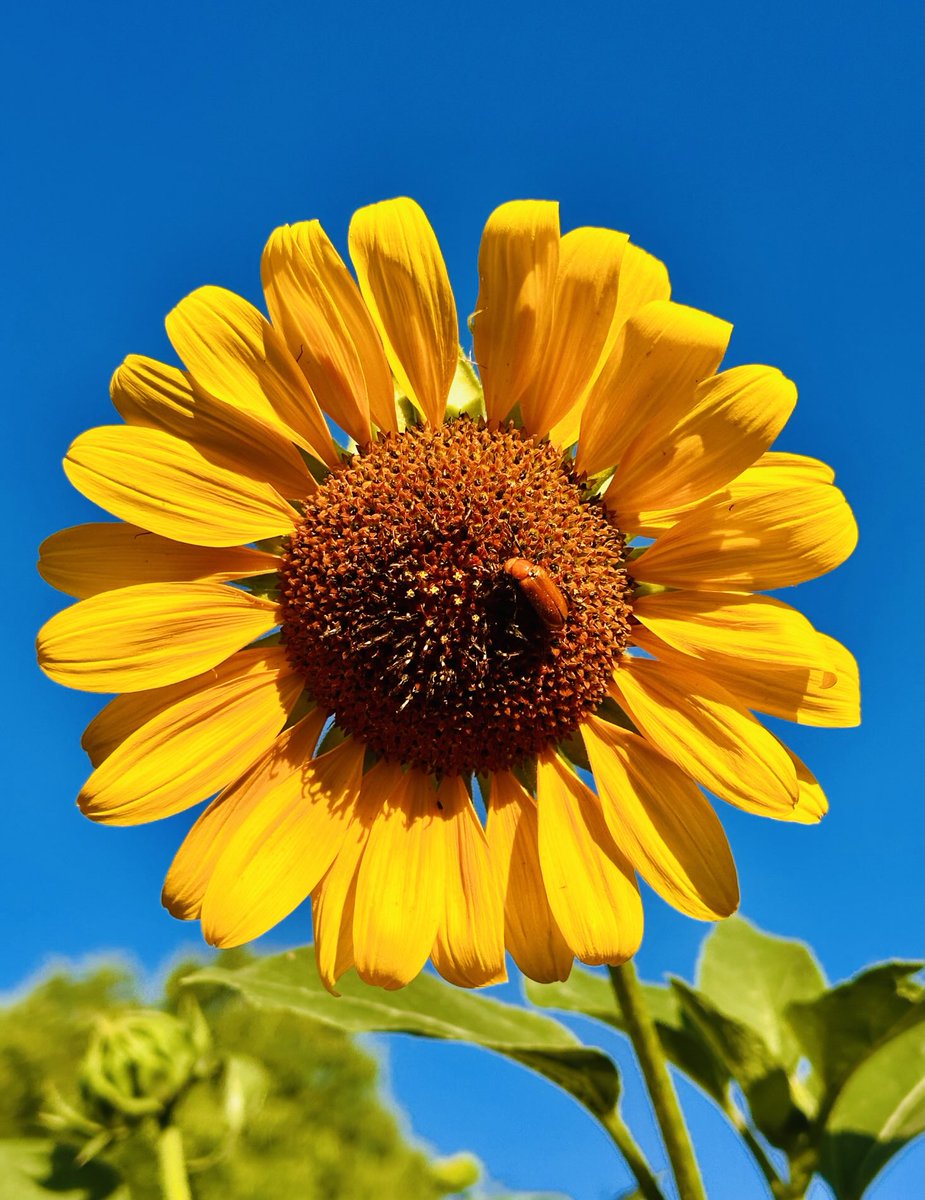 Hello Again, Everybody! 🌄
A near perfectly camouflaged beetle on a sunflower from Lil’s walk this morning! Beautiful day for a friend’s daughter’s wedding day. We did her baptism party, birthday party, &amp; 3 graduation parties.
So honored &amp; happy to make the day special for her!
