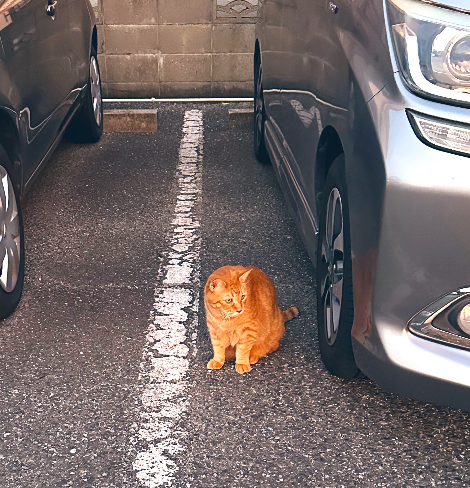 神猫ページ ねこに転生したおじさん×WEGOコラボステッカー – WEGO ONLINE STORE