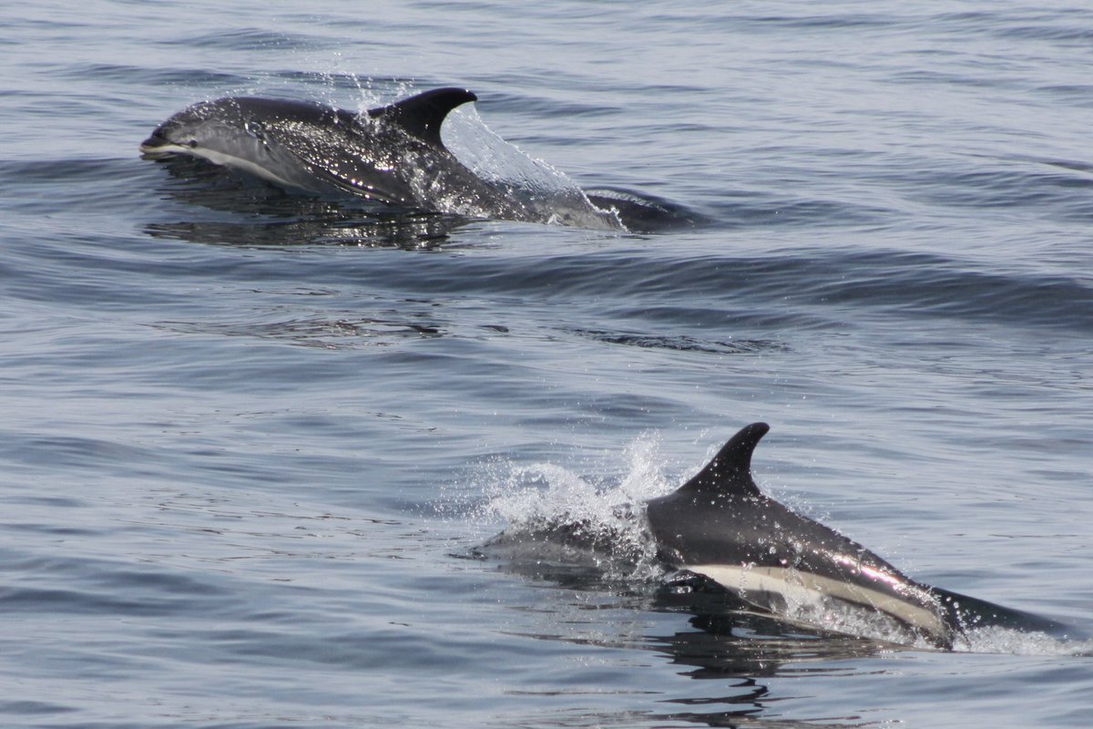 realizing i will never get a good photo of white-sided dolphins