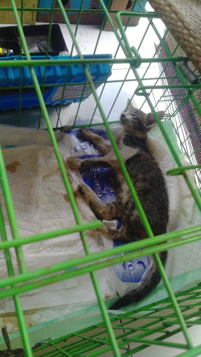 Chocvanillae's tweet photo. Patah hati akhir pekan ini... 😭
Cireng udah nggak sakit lagi. Udah bebas berlarian kembali. https://t.co/T77MDmGbrt