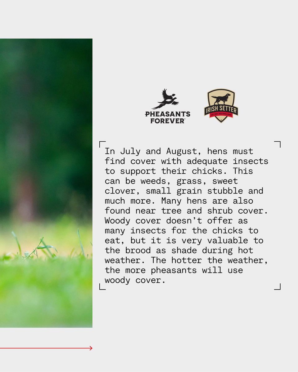 Pheasant Fact Friday! 

In July and August, hens must find cover with adequate insects to support their chicks. This can be weeds, grass, sweet clover, small grain stubble and much more. Many hens are also found near tree and shrub cover. Woody cover doesn’t offer as many insects