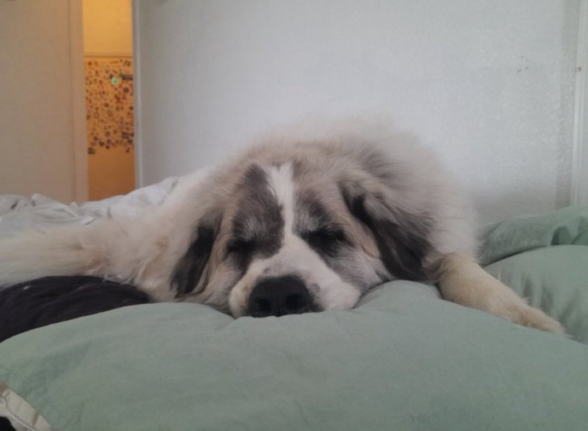 callmekisssy's tweet photo. Had to say goodbye to my best friend over FaceTime while stuck in the hospital. 

I love you Appa, you’ve been with me through every relationship and break up and major moment, I got a few extra really good weeks on borrowed time. I hope that you are in no more pain. 🌈💔 https://t.co/B886Vouvyz