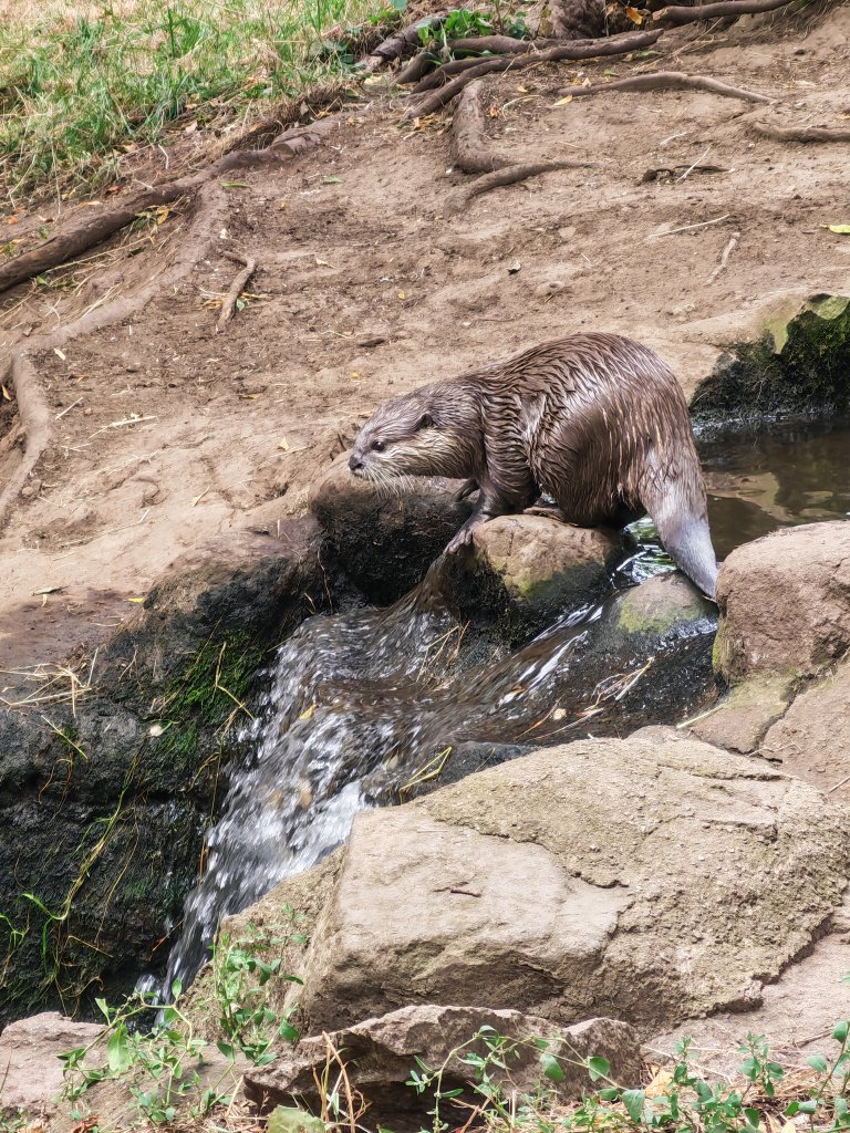 I went to Edinburgh Zoo today