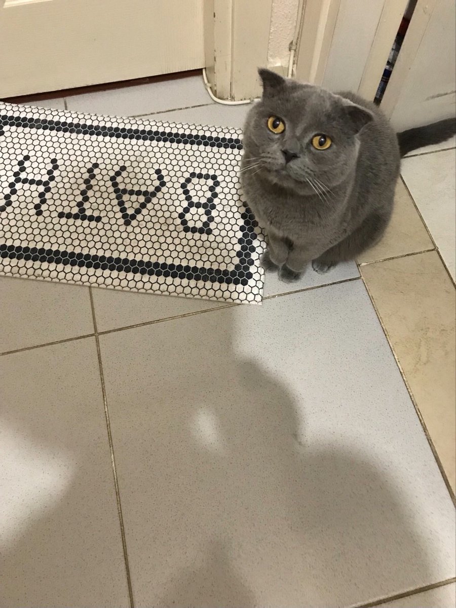 Sahibi tarafından apartman görevlisine terkedilmiş 1 yaşında kısır erkek Scottish fold. Çok sıcakta bir odada kalıyor. Kalıcı yuva aranıyor, İstanbul Erenköy