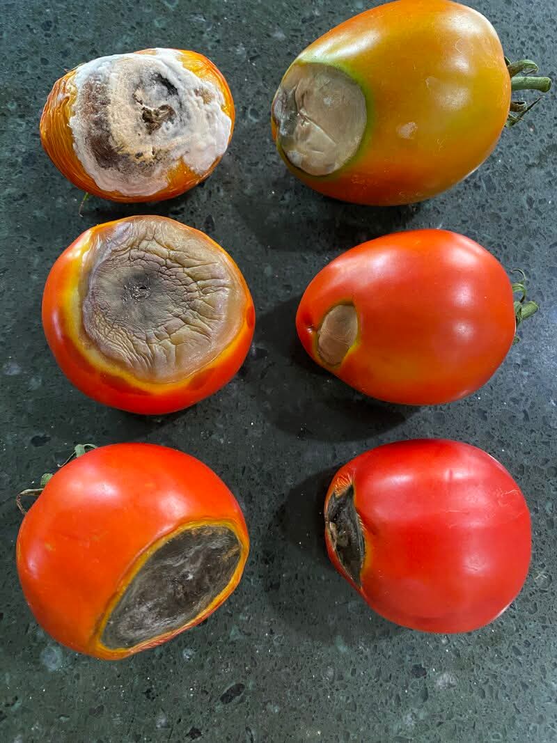 Agronomme_'s tweet photo. 𝐖𝐡𝐚𝐭 𝐢𝐬 𝐁𝐥𝐨𝐬𝐬𝐨𝐦 𝐄𝐧𝐝 𝐑𝐨𝐭? (Part 2) 🍅 🍅 🍅 

Blossom end rot is a common physiological disorder in tomatoes (and other fruits, such as peppers and eggplants), caused by a calcium deficiency. It typically appears as a dark, sunken, leather spot at the fruit's blossom end (opposite the stem).
As I mentioned in my last post (part I), Sodium ions (Na⁺) in the water can outcompete calcium ions (Ca²⁺) at the root level, reducing calcium uptake.

However, one of the most significant impacts is that high sodium water levels increase soil salinity, thereby disrupting water movement and nutrient availability. This stress can make it more difficult for the plant to transport calcium to the developing fruit.