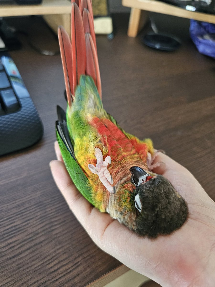 금치와 당근 (@conure_geumchi) on Twitter photo 