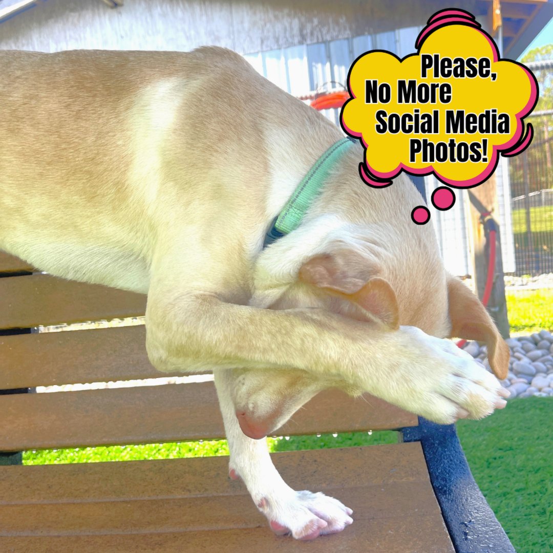 CollierCountyDAS tweet media