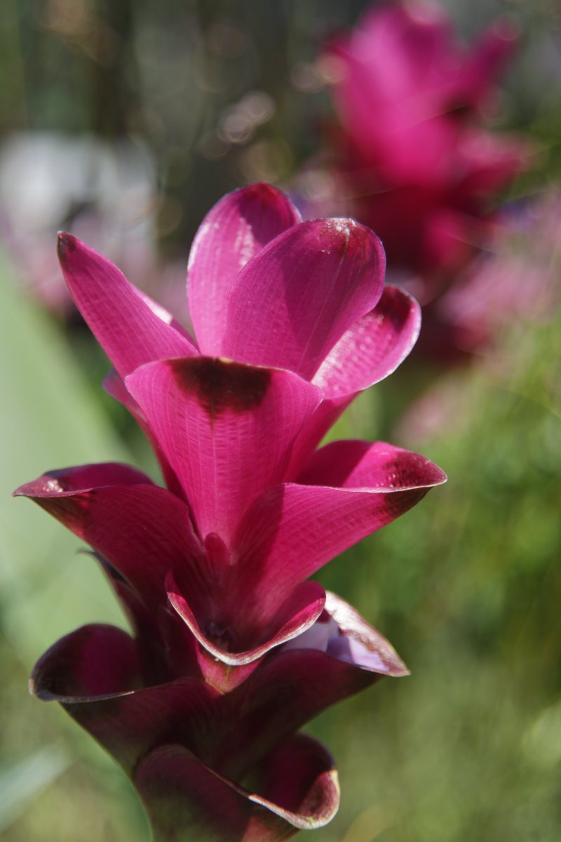 gontanokoneroku's tweet image. Siam tulip ☺️

#Flowers #SiamTulip #Curcuma