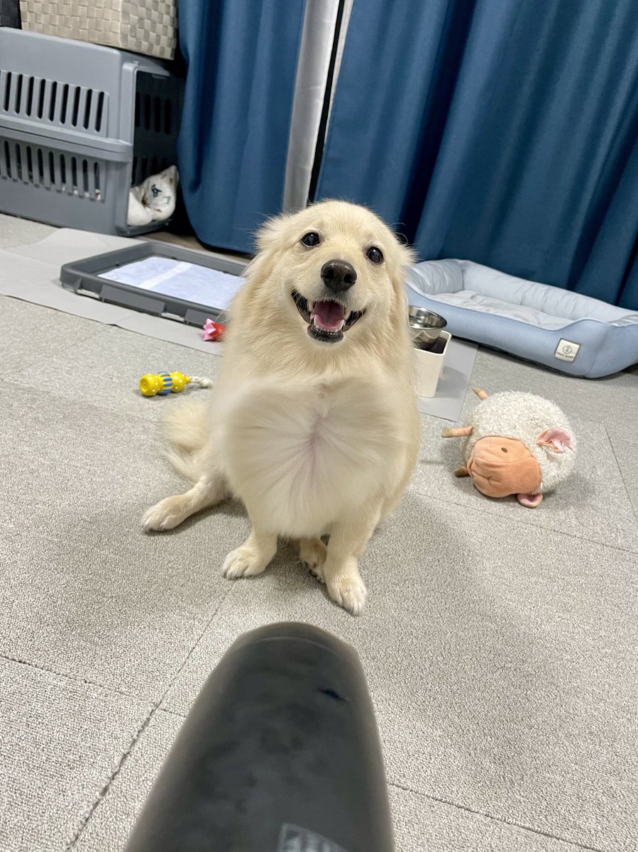 とろろ犬 エメラルド GyZ_3kSakAAcsxm.jpg