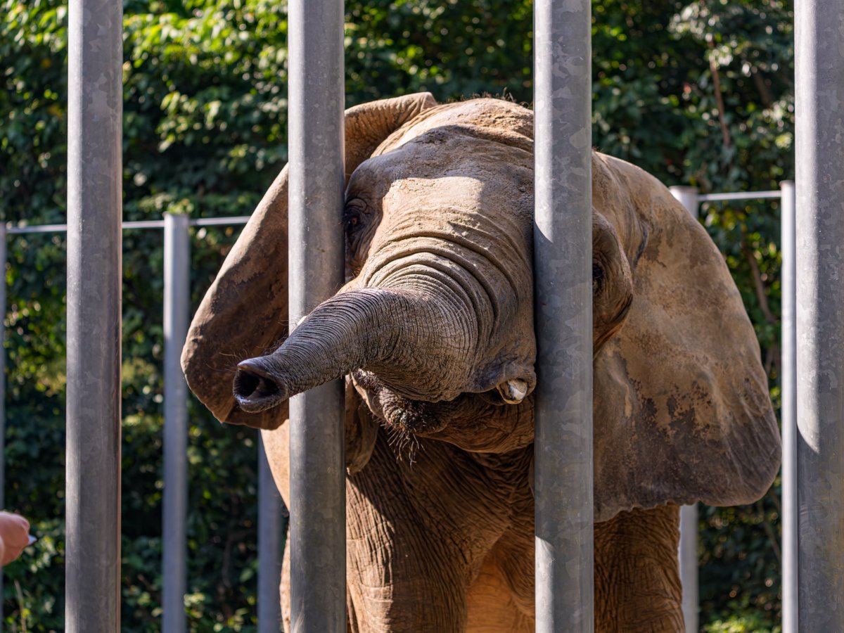しろとり動物園にお暮しのアジアゾウさん🐘
小ぶりでとてもかわいらしい子です✨
おやつ🥕をあげることができるので、
10回くらいあげてしまいました。
柵はありますが、かなり距離が違いです👀