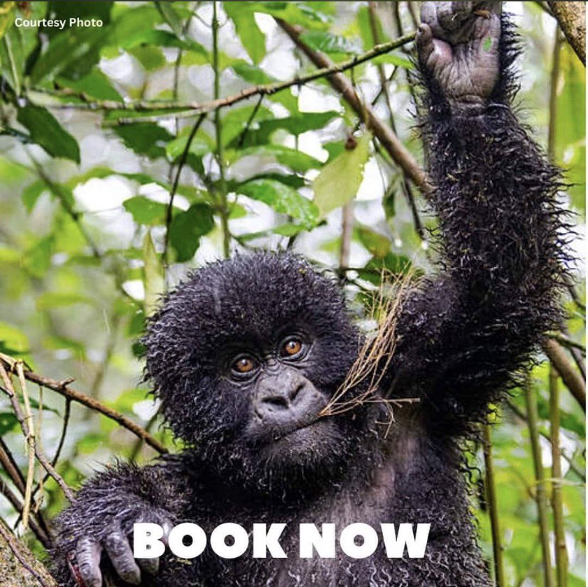 NSHARA EXPEDITION SAFARIS🇺🇬 (@nshara_safaris1) on Twitter photo Gorilla trekking in Mugahinga national forest park explore beyond limits with us
<a href="/Nshara_safaris1/">NSHARA EXPEDITION SAFARIS🇺🇬</a> <a href="/ugwildlife/">Uganda Wildlife Authority</a> <a href="/ExploreUganda/">Explore Uganda 🇺🇬</a> <a href="/TourismBoardUg/">Uganda Tourism Board</a>
0750501770 Gorilla trekking in Mugahinga national forest park explore beyond limits with us
<a href="/Nshara_safaris1/">NSHARA EXPEDITION SAFARIS🇺🇬</a> <a href="/ugwildlife/">Uganda Wildlife Authority</a> <a href="/ExploreUganda/">Explore Uganda 🇺🇬</a> <a href="/TourismBoardUg/">Uganda Tourism Board</a>
0750501770