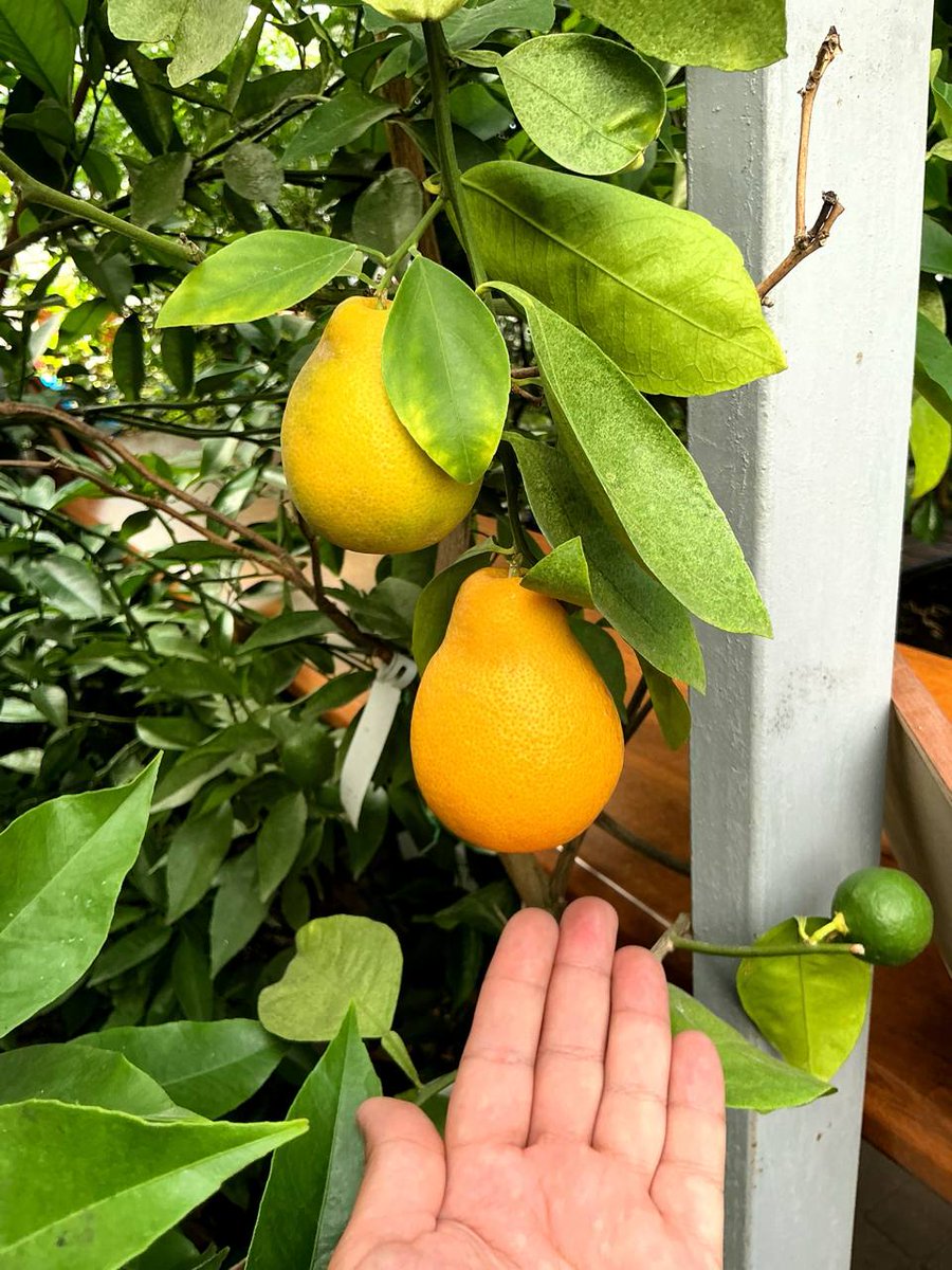 Город Павлово Нижеродской области — это пазики, музеи с крутейшими интерьерами, видовые точки на Оке и лимоны, которые здесь выращивают со второй половины 19 века.