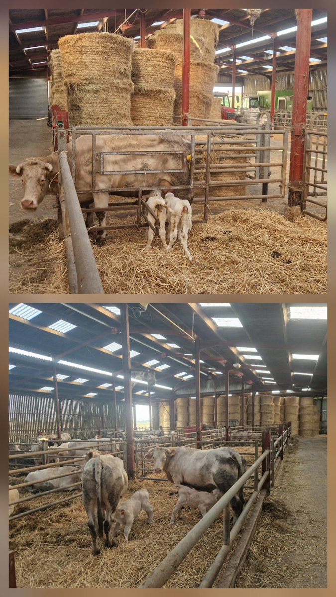 Déjà 4ème jumelé en 9 vêlages, sur la photo du bas une avait avorté de 2 veaux et l'autre a jumelé donc adoption en cours mais nickel c'est gagné par contre il fait chaud à faire le boulot 38° 🥵🥵 ressenti 150° pour moi je fond comme une glace
#ceuxquifontlaviande
