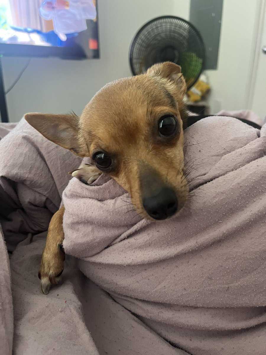 mickeyd2000's tweet photo. my greatest emotional support thats needed when you work oncology 🥲 a good cry on my way home &amp; puppy cuddles https://t.co/ku4udpPi1J