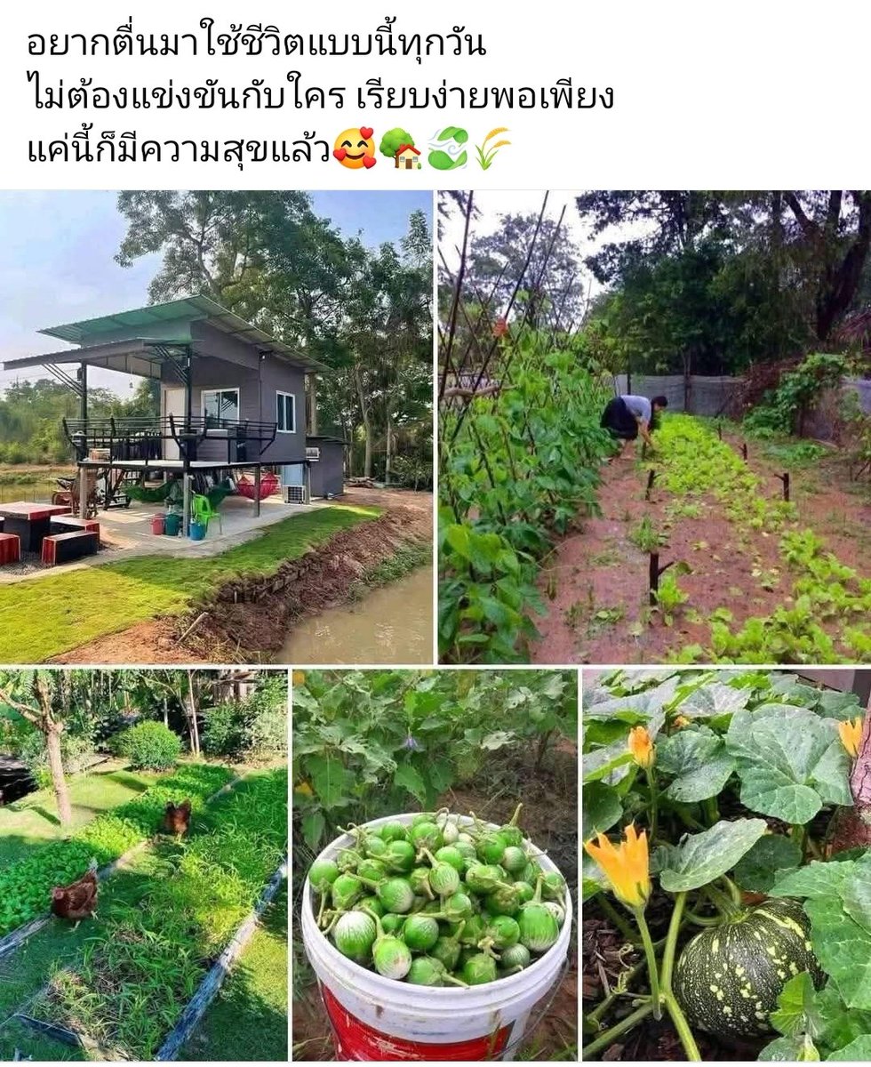 ลุงโอวแมน เฮดเสนค 🍊🍊AkA ...Chicken.c.Oldman tweet media