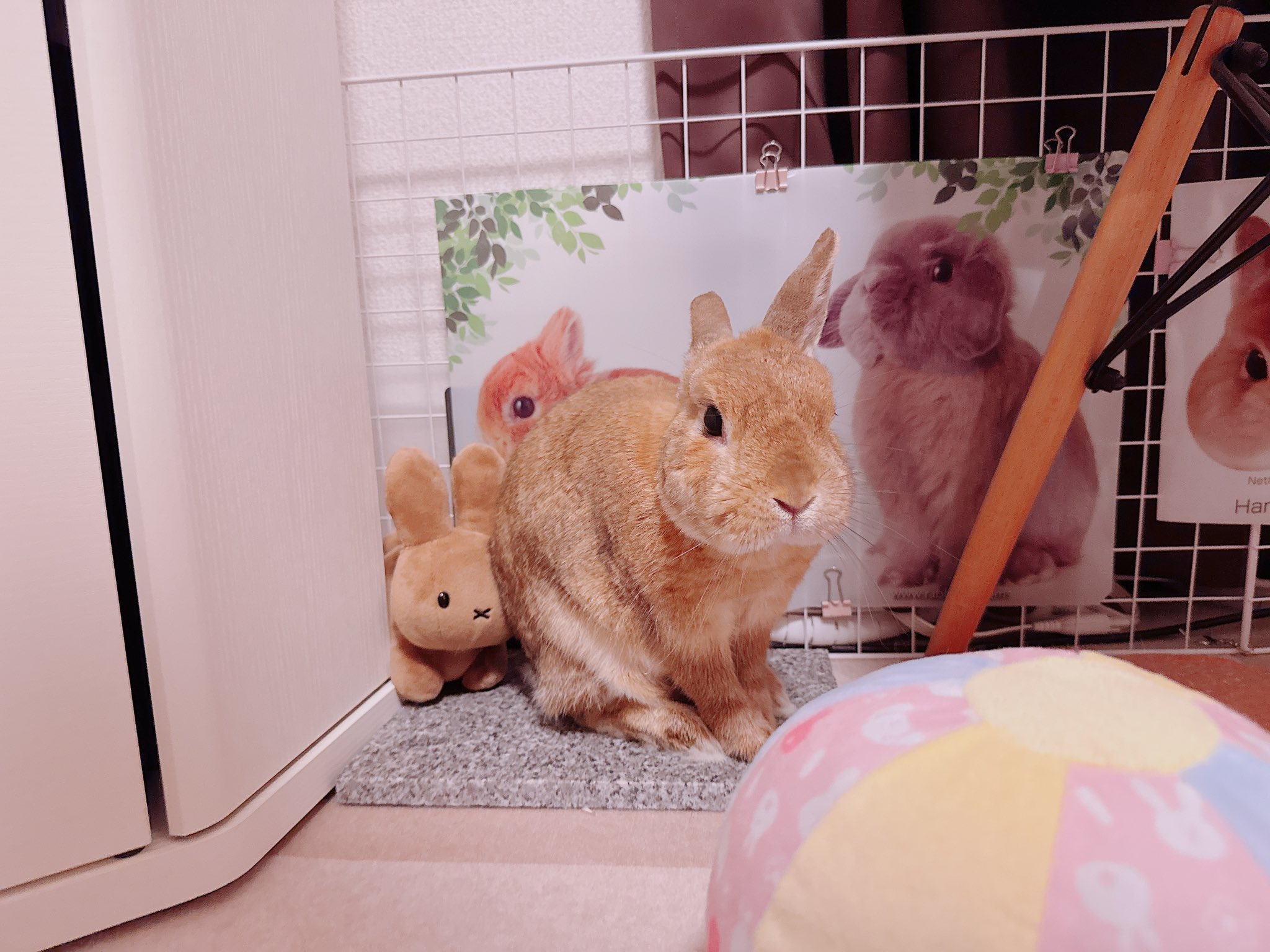 うさぎの🐰き な 子🌷 on X: 