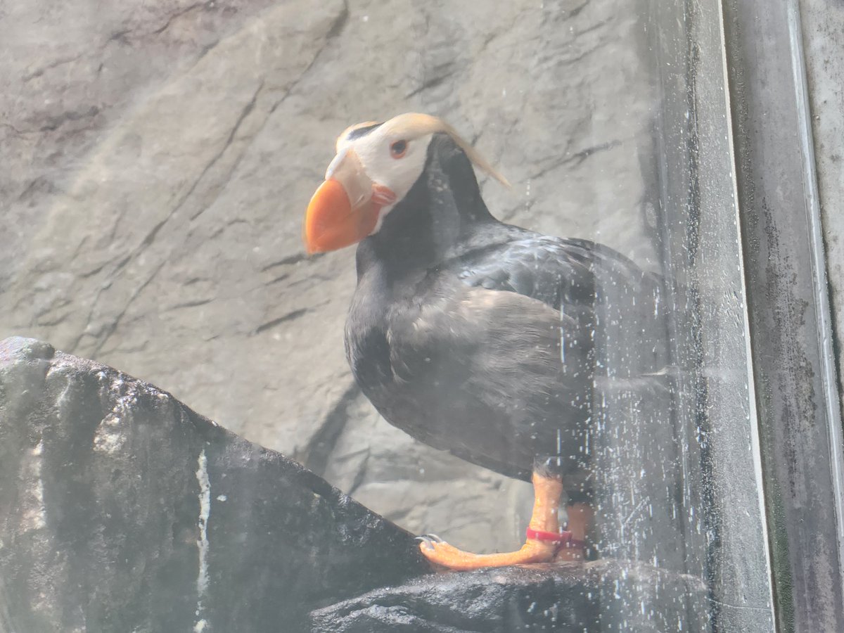 小学生以来に葛西臨海水族園来てめちゃくちゃ大はしゃぎしてた