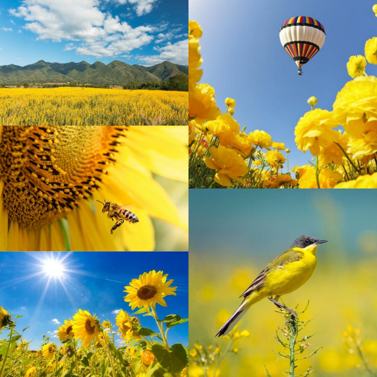 danisaad2's tweet photo. #nature #art #digitalart #digitalpainting
#sustentability #EcoFriendly #earth
#flowers #illustration
💛💛💚💚🩵🩵🤍🤍 https://t.co/sDjRFnP0EF